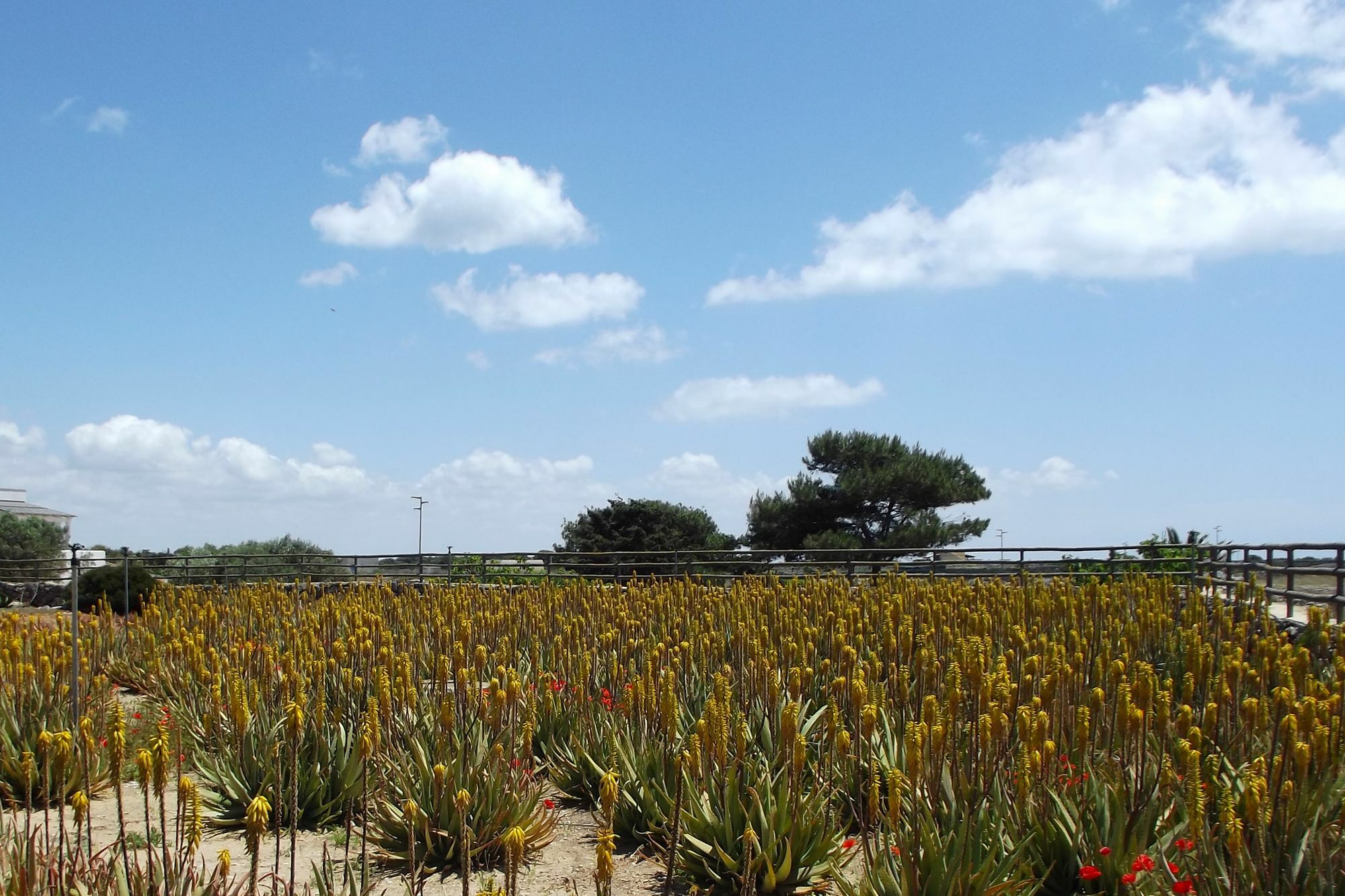 Pensjonat Il Giardino Delle Aloe Favignana Zewnętrze zdjęcie